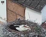 Capi_Dubne_20250516_103503.jpg