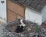 Capi_Dubne_20250516_110503.jpg