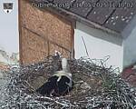 Capi_Dubne_20250516_111002.jpg