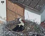 Capi_Dubne_20250516_111503.jpg