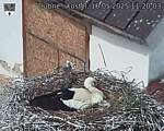 Capi_Dubne_20250516_112003.jpg