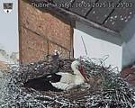 Capi_Dubne_20250516_112503.jpg