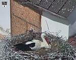 Capi_Dubne_20250516_113003.jpg