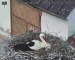 Capi_Dubne_20250516_114003.jpg