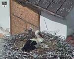 Capi_Dubne_20250516_114502.jpg