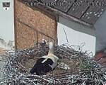 Capi_Dubne_20250516_115002.jpg