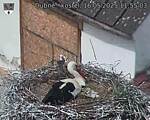 Capi_Dubne_20250516_115503.jpg