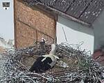 Capi_Dubne_20250516_120002.jpg
