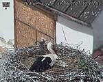 Capi_Dubne_20250516_120502.jpg