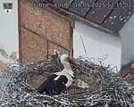 Capi_Dubne_20250516_121502.jpg