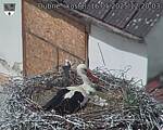 Capi_Dubne_20250516_122004.jpg