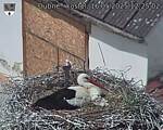 Capi_Dubne_20250516_122502.jpg