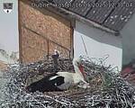 Capi_Dubne_20250516_123004.jpg
