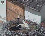 Capi_Dubne_20250516_123504.jpg