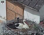 Capi_Dubne_20250516_125504.jpg