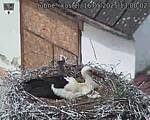 Capi_Dubne_20250516_130002.jpg