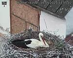 Capi_Dubne_20250516_130502.jpg