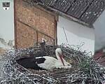 Capi_Dubne_20250516_132003.jpg
