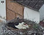Capi_Dubne_20250516_133504.jpg