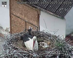 Capi_Dubne_20250516_144504.jpg (1350 x 1080)