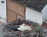 Capi_Dubne_20250516_152504.jpg