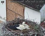 Capi_Dubne_20250516_153503.jpg