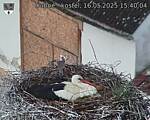 Capi_Dubne_20250516_154004.jpg