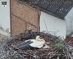 Capi_Dubne_20250516_155004.jpg