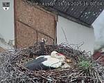 Capi_Dubne_20250516_160004.jpg