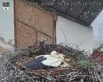 Capi_Dubne_20250516_160504.jpg
