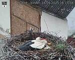 Capi_Dubne_20250516_161504.jpg