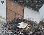 Capi_Dubne_20250516_162004.jpg