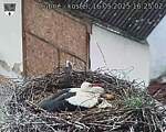 Capi_Dubne_20250516_162502.jpg