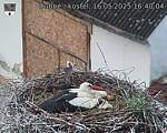 Capi_Dubne_20250516_164004.jpg