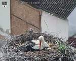 Capi_Dubne_20250516_164502.jpg