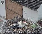 Capi_Dubne_20250516_165004.jpg