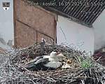 Capi_Dubne_20250516_165502.jpg