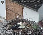 Capi_Dubne_20250516_170003.jpg