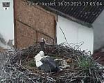 Capi_Dubne_20250516_170504.jpg