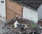 Capi_Dubne_20250516_171002.jpg