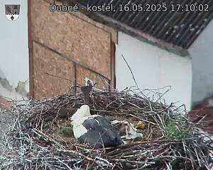 Capi_Dubne_20250516_171002.jpg (1350 x 1080)