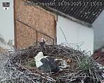 Capi_Dubne_20250516_171503.jpg