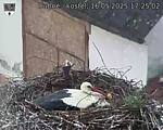 Capi_Dubne_20250516_172502.jpg