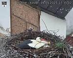 Capi_Dubne_20250516_173502.jpg