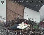 Capi_Dubne_20250516_174002.jpg