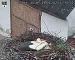 Capi_Dubne_20250516_174502.jpg