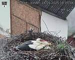 Capi_Dubne_20250516_180504.jpg