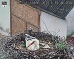 Capi_Dubne_20250516_181002.jpg