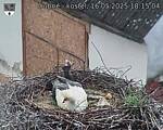 Capi_Dubne_20250516_181504.jpg