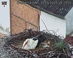 Capi_Dubne_20250516_182502.jpg